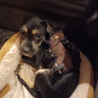 Nino, vorsichtiger Charmeur, 3M 64385, Hund zur Adoption