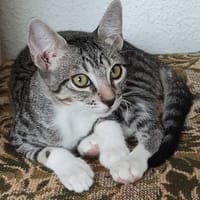 Kleine Karla, Katze zur Adoption