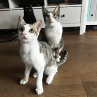 Powerkatze Sil sucht Liebe, Katze zur Adoption