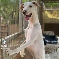Lorenzo, Hund zur Adoption