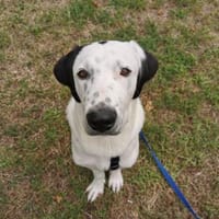 Scotty aus 46483 Wesel, Hund zur Adoption