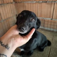 Fifi, wunderbarer Hundemann, 7J 49326, Hund zur Adoption
