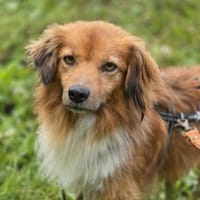 APOLLO -mit anderen Hunden verträglich, Hund zur Adoption