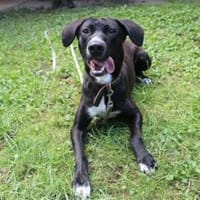 Dina, hibbeliges Mädel su. Zuhause, Hündin zur Adoption