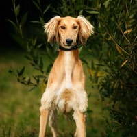 Toller Taymuraz sucht seine Menschen, Hund zur Adoption