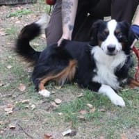 Baily, freundliche Sportskanone, Hund zur Adoption
