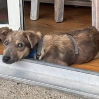 Emil - verträglich mit Hunden und Katzen, Hund zur Adoption