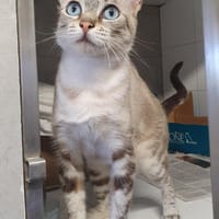 Perla sucht Liebe, Katze zur Adoption