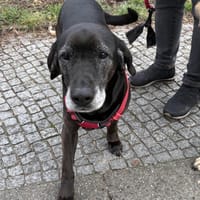 Marley - sehr zutraulich - NOTFALL, Hund zur Adoption