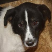 Mohit - freundlicher Familienhund, Hund zur Adoption
