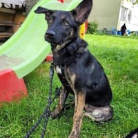 Odessa großes Herz auf 4 Pfoten💕, Hündin zur Adoption