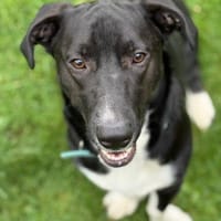 Sam sucht eine neue Familie, Hund zur Adoption