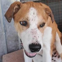 Lolek, zuckersüßer Hundemann sucht, Hund zur Adoption