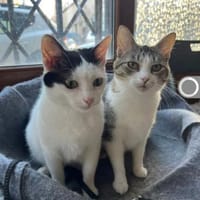 Kira & Mira Freundliche liebe Schwestern, Katze zur Adoption