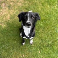 Hera, sanfte Seele, ca. 1 Jahr, 21244, Hündin zur Adoption