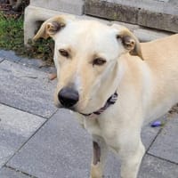 River, Hündin zur Adoption