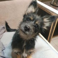 Bezaubernde Daisy sucht ihr Glück, Hündin zur Adoption