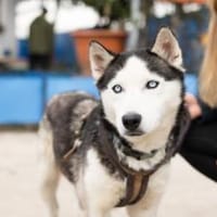 Freundliches Husky-Powerpaket Maxime, Hündin zur Adoption