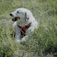 Bailey, unkomplizierter Senior, 10J 0738, Hund zur Adoption