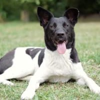 Goldige Crumble sucht Neuanfang, Hündin zur Adoption