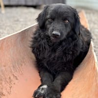 Mogli möchte dein Leben versüßen, Hund zur Adoption