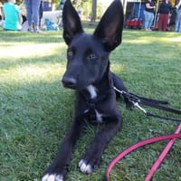 Ernesto und 5 Geschwister Alb, Hund zur Adoption