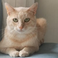 AKO, chat à adopter
