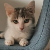 TAIGA, chat à adopter