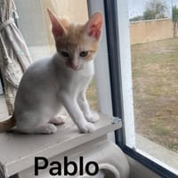 PABLO, chat à adopter