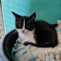 SUNDANCE, chatte à adopter