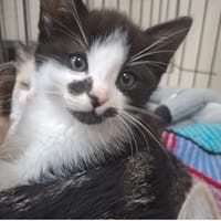 TOMY, chat à adopter