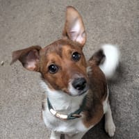 YUKI, chien à adopter