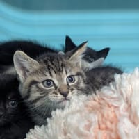 feta, chatte à adopter