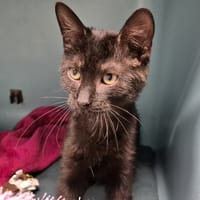 CHAI, chat à adopter