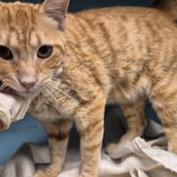 ETSU, chat à adopter