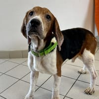 GUSS, chien à adopter