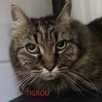 Tigrou, chatte à adopter
