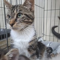 MIRA, chatte à adopter