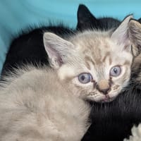 Brie, chatte à adopter