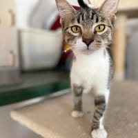 ARROW, chat à adopter