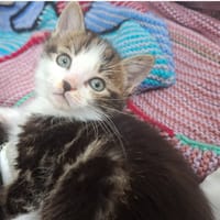 TIOKA, chatte à adopter