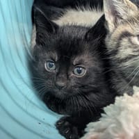 Livarot, chatte à adopter