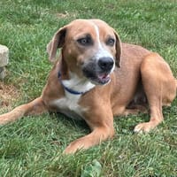PELOTE, chienne à adopter