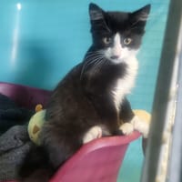 Athéna, chatte à adopter