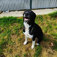 AYKA QCN, chienne à adopter
