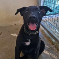 Linguine, chien à adopter