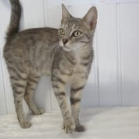 Clery, chatte à adopter