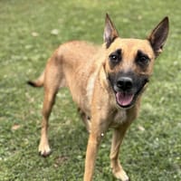 Thalisse CAA14033, chienne à adopter