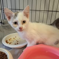 Paella, chatte à adopter