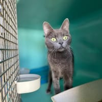 JUDITH, chatte à adopter